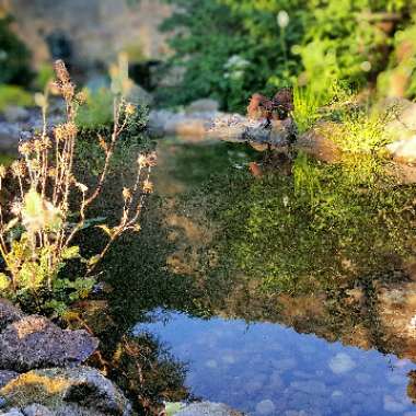 Lee's garden
