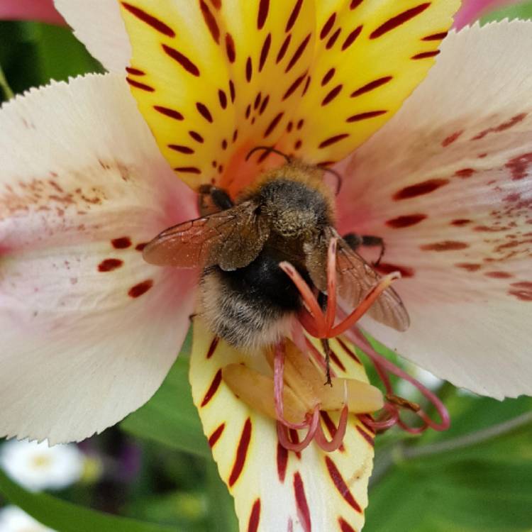 Plant image Alstroemeria 'Casablanca'