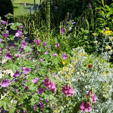Lee's garden