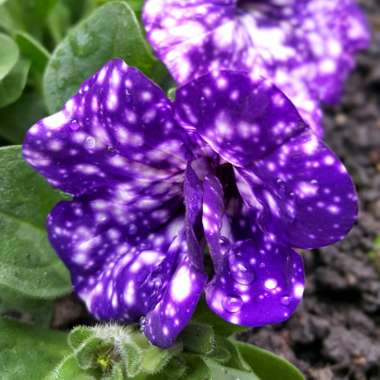 Petunia 'Night Sky'