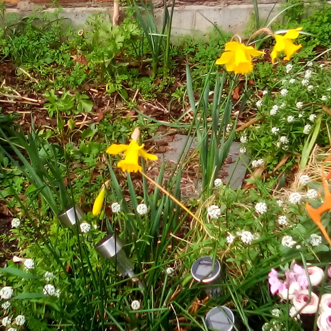 plant image 1135368