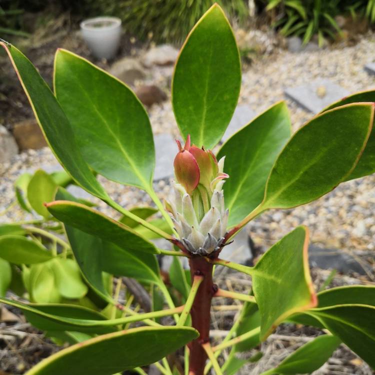 plant image 951359