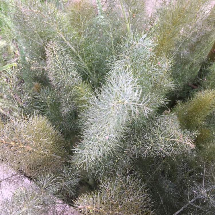 plant image 1015313