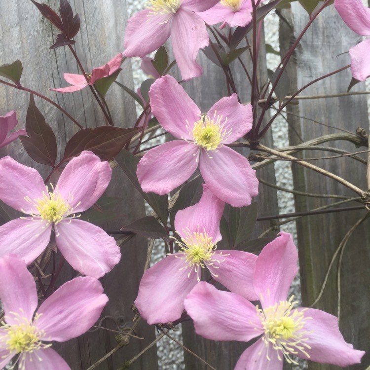 Plant image Clematis montana 'Fragrant Spring'