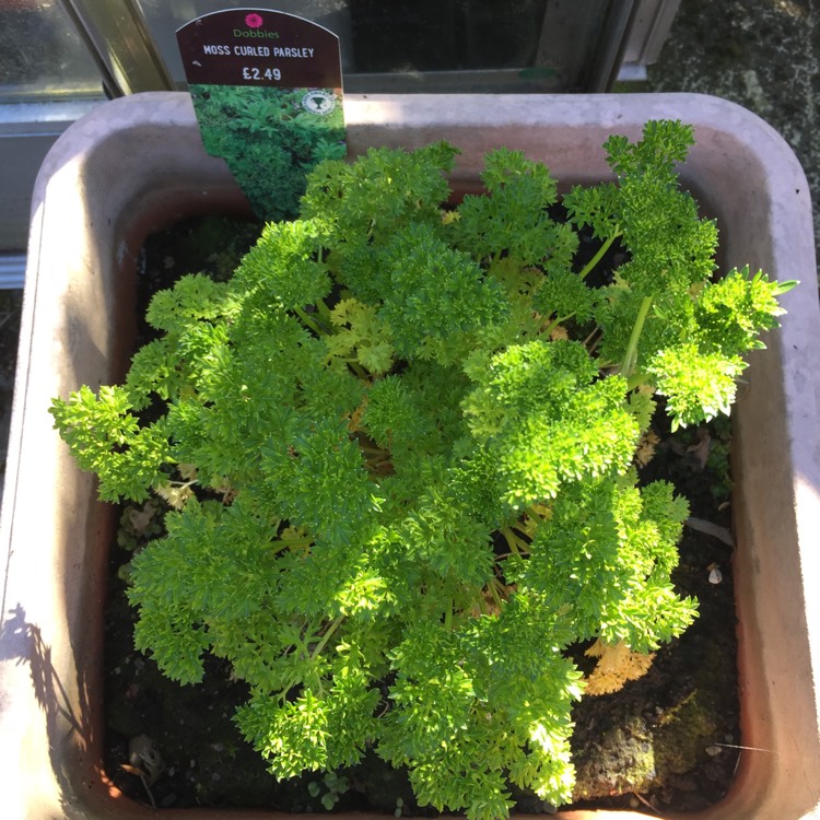 Plant image Petroselinum Crispum 'Curly'