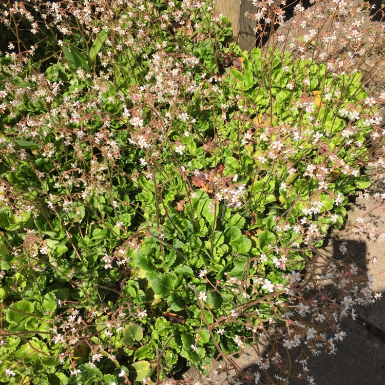 Plant image Saxifraga umbrosa 'Primuloides'
