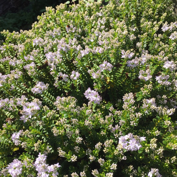 Plant image Hebe pinguifolia 'Sutherlandii'