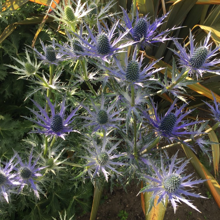 Plant image Eryngium x zabelii 'Big Blue'