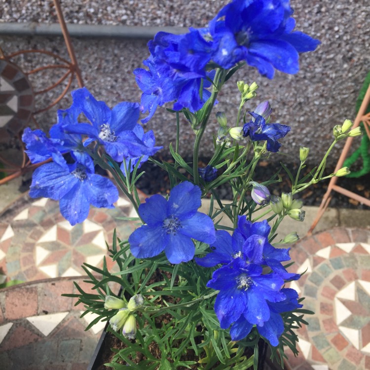 plant image 1113787
