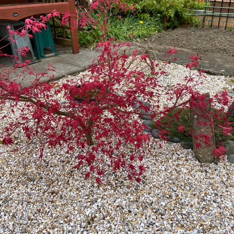 plant image 1290914