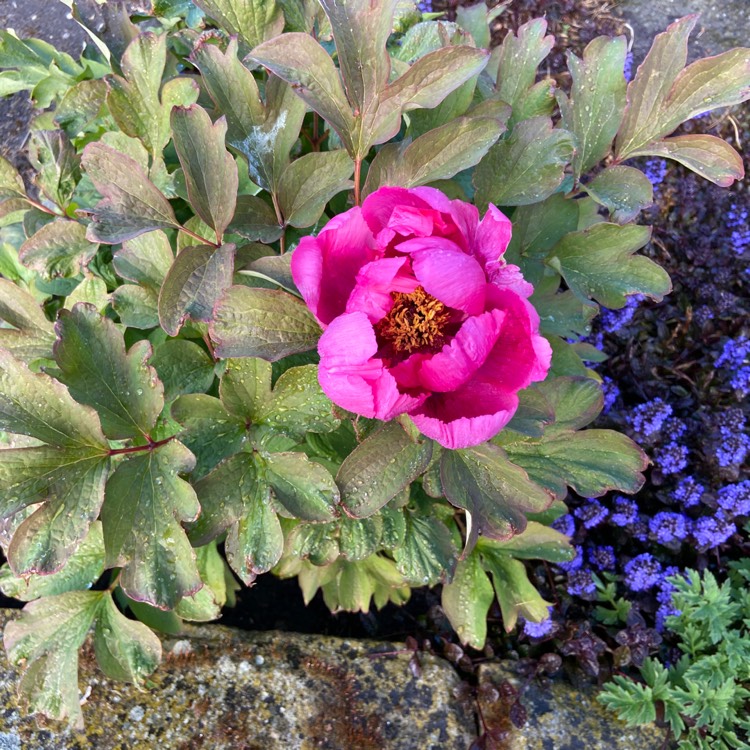 plant image 1292244 plant image 1292244