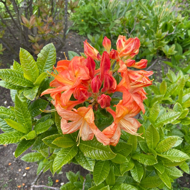 Plant image Rhododendron 'Arneson Gem'