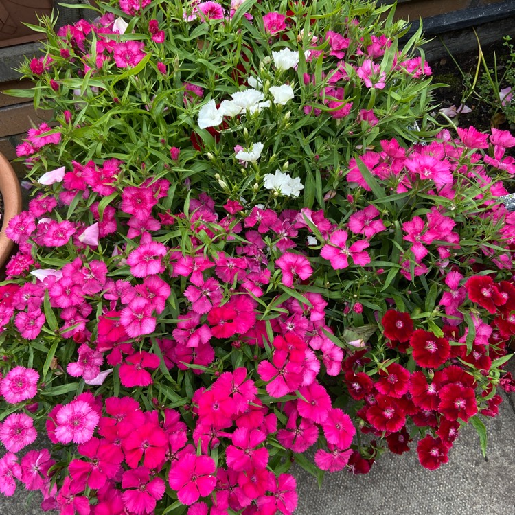 Plant image Dianthus x allwoodii 'Village Pinks Mixed'