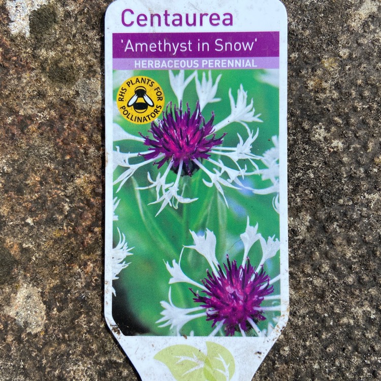 plant image 1463826