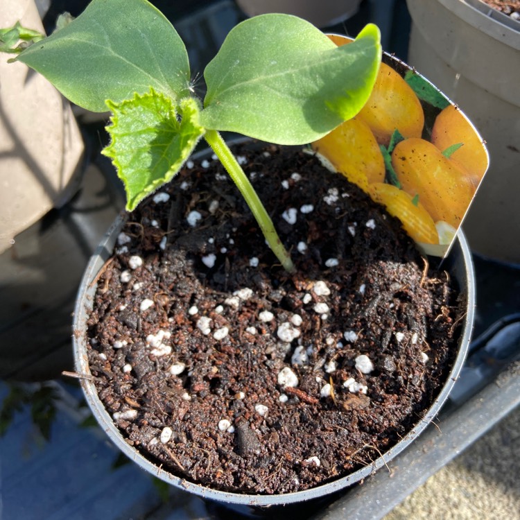 Plant image Cucumis sativus 'Crystal Lemon'