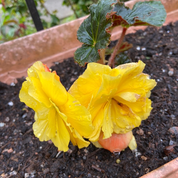Plant image Begonia 'Nonstop Rose Petticoat' (Nonstop Series)