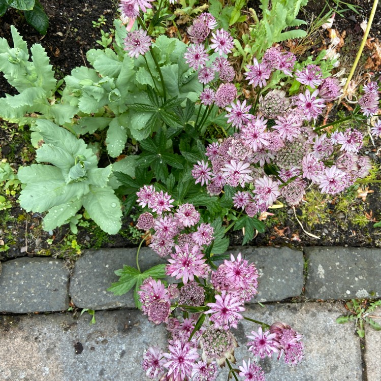 plant image 1498242