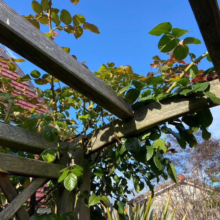 plant image 1537003