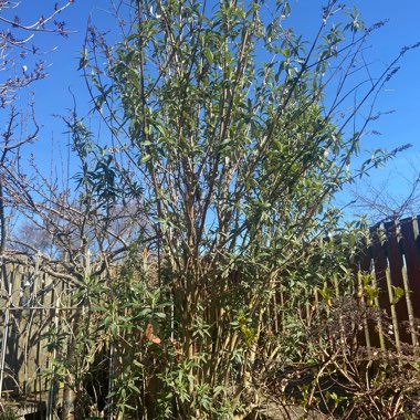 Butterfly Bush