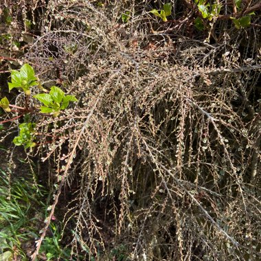 Cotoneaster