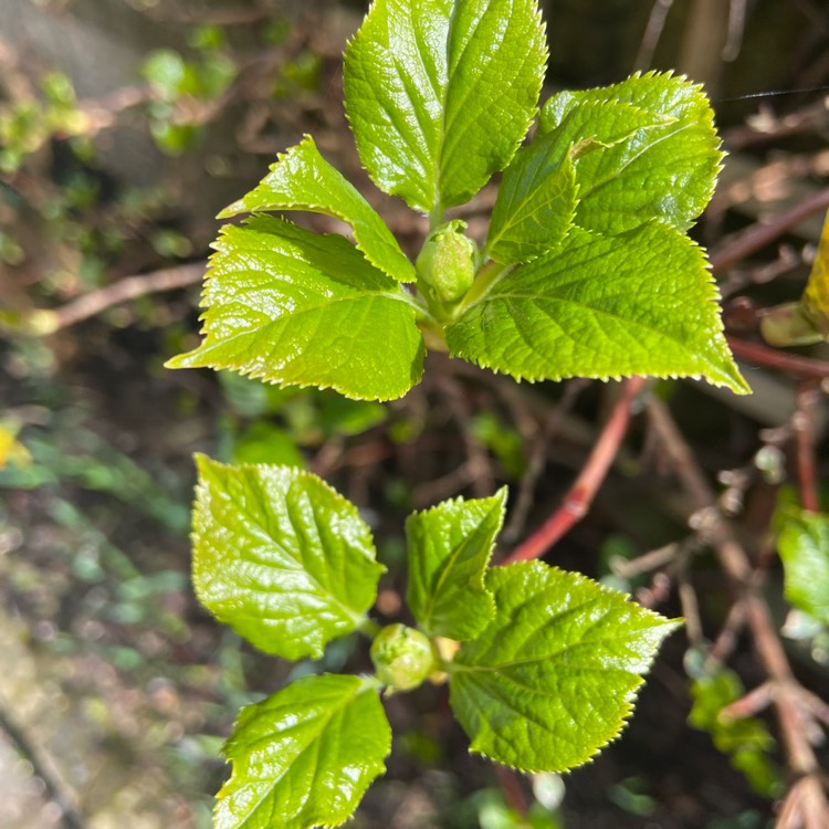plant image 1655055