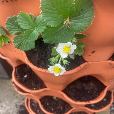 Strawberry 'Elsanta'
