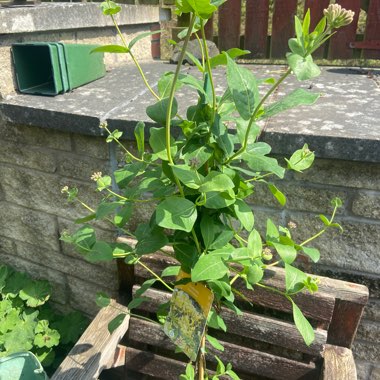 Honeysuckle 'Scentsation'