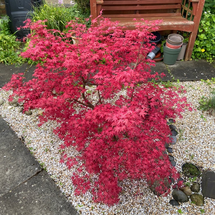 plant image 1663240