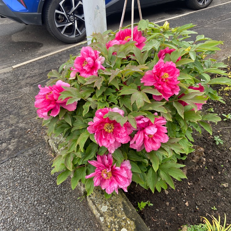 plant image 1663241 plant image 1663241