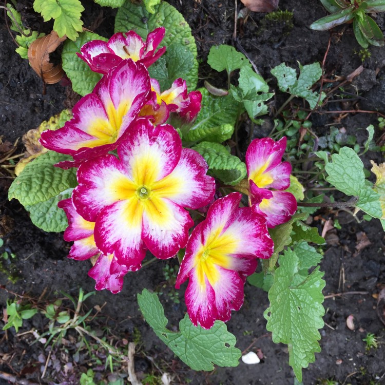 Plant image Primula 'Scentsation Raspberry Ripple'