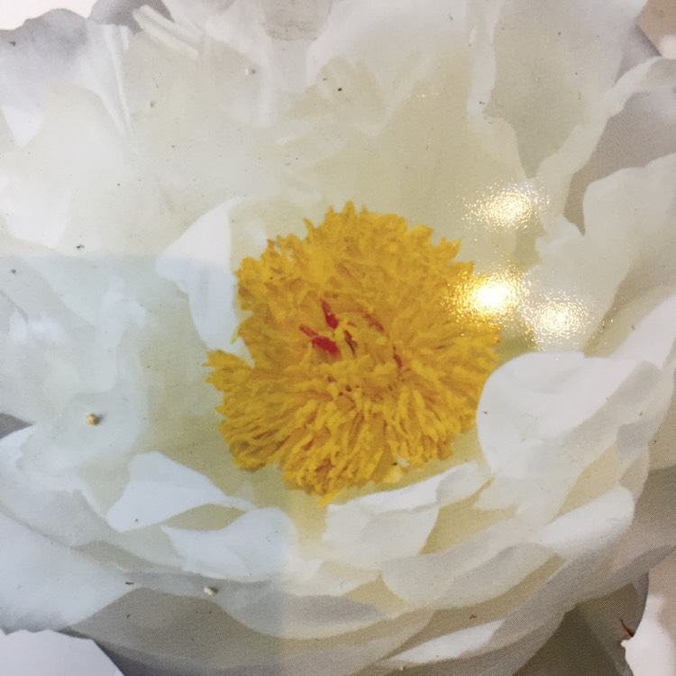 Plant image Paeonia x suffruticosa