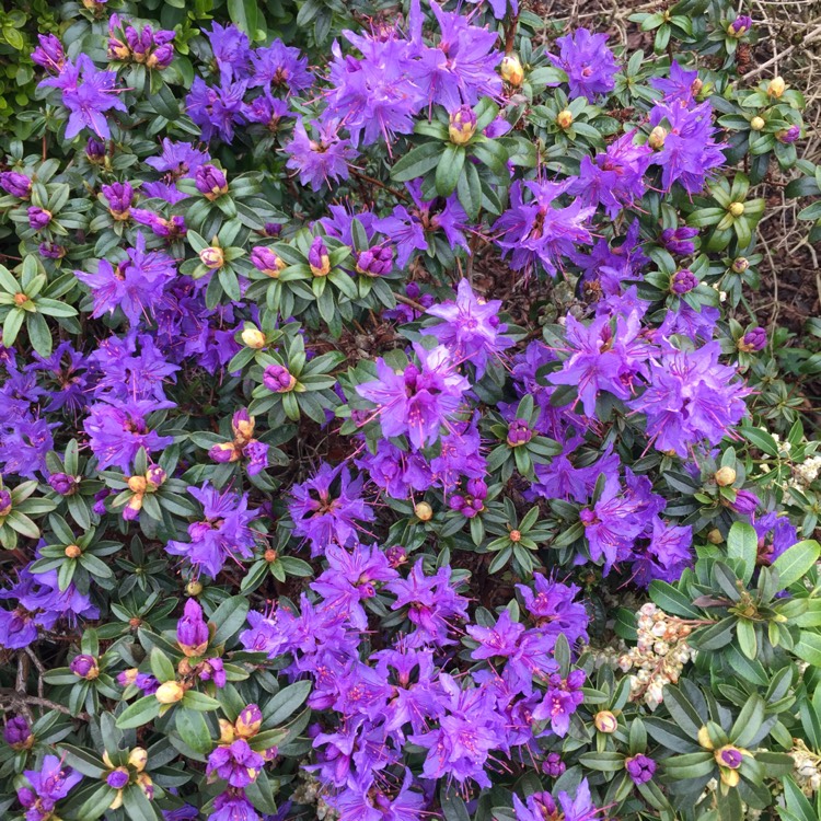 Plant image Rhododendron 'Azurika' syn. Rhododendron impeditum 'Azurika'