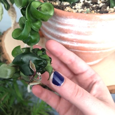 Hoya carnosa 'Compacta'
