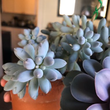 Pachyphytum Rzedowskii