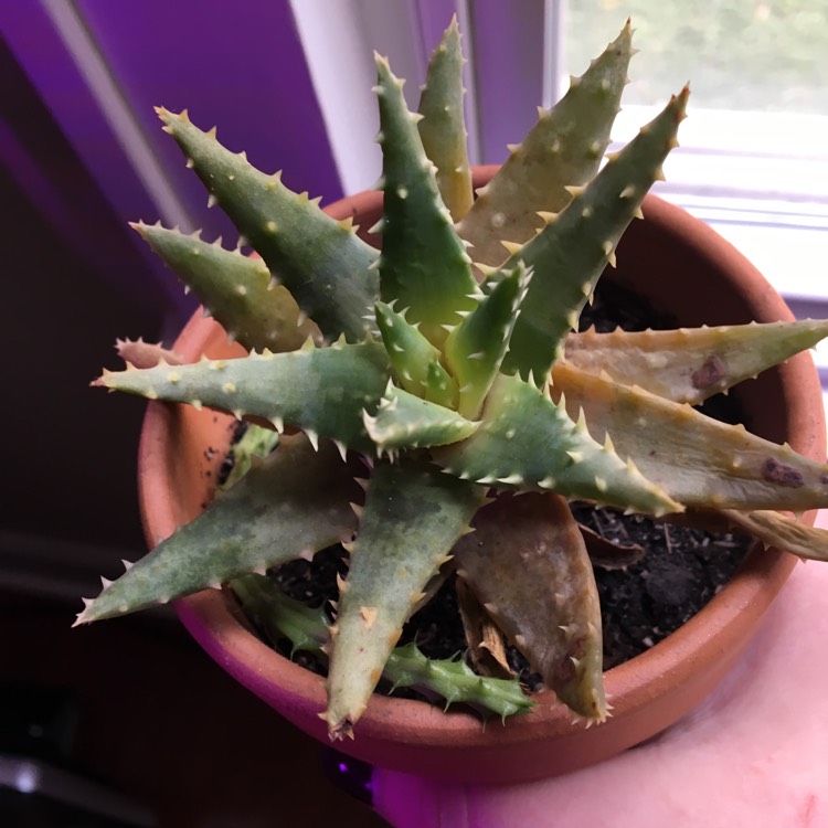 plant image 574240