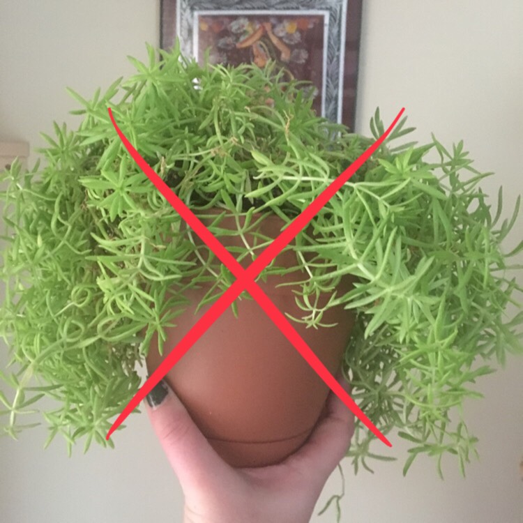 plant image 604790