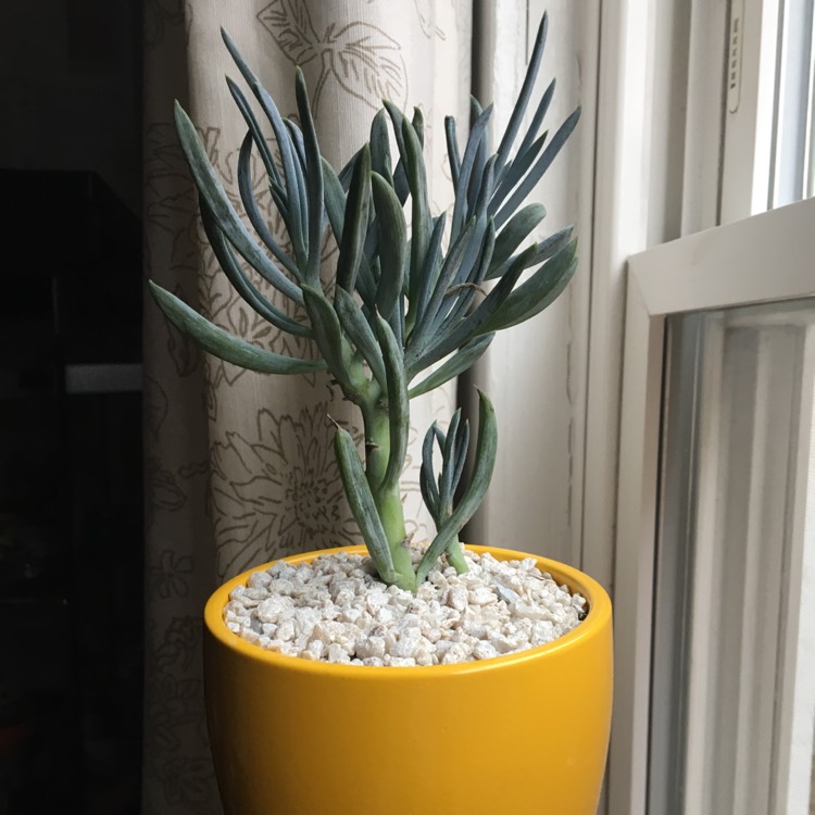 Plant image Senecio mandraliscae