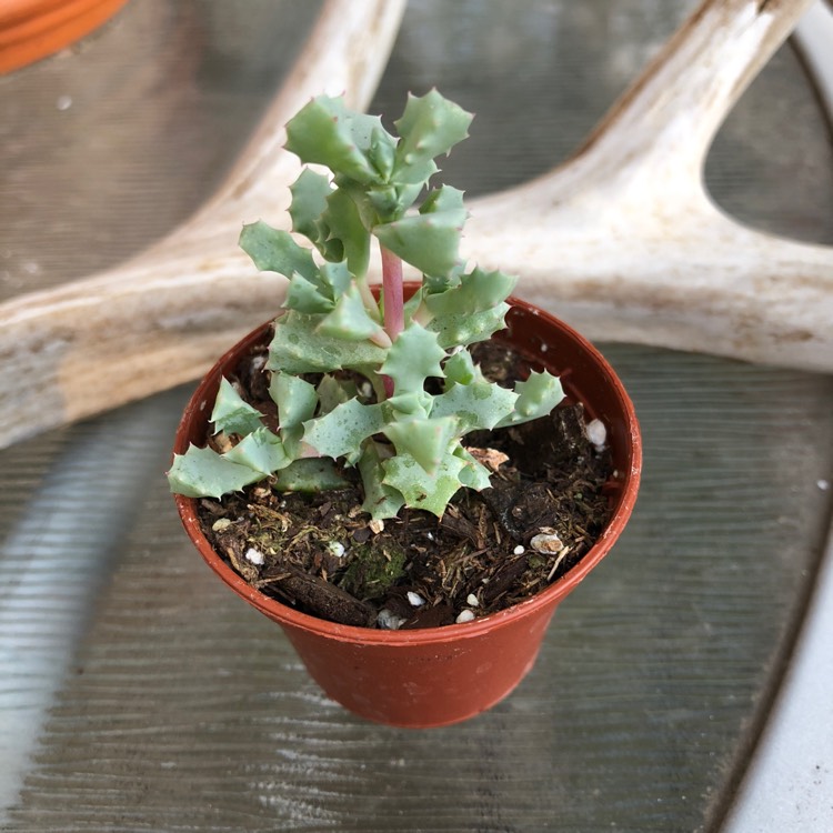 Plant image Lampranthus blandus 'Schwantes'