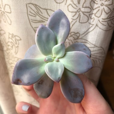 Graptopetalum Murasaki