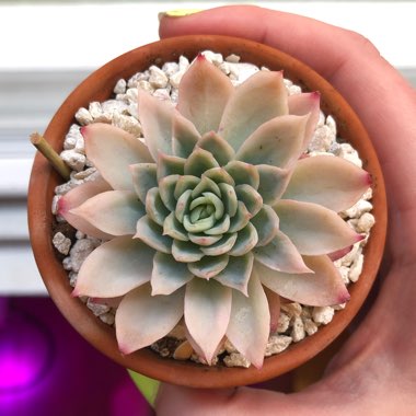 Echeveria Violet Queen