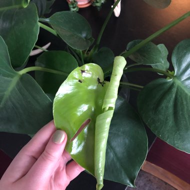 Monstera deliciosa
