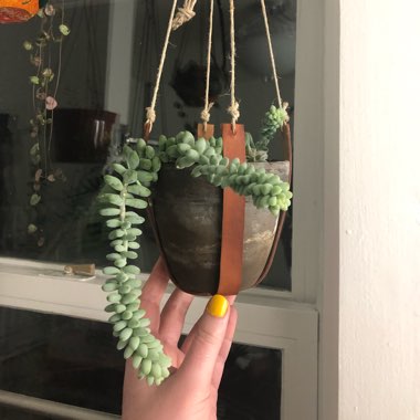 Sedum Burrito