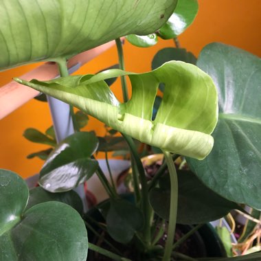 Monstera deliciosa