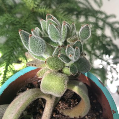 Kalanchoe tomentosa