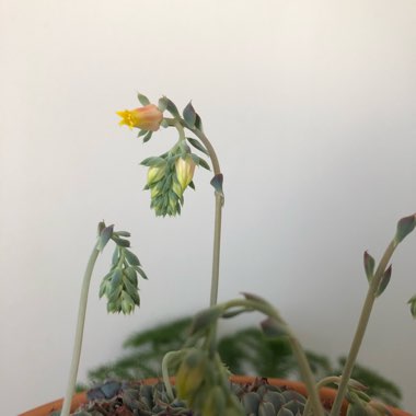 Echeveria Chihuahuaensis