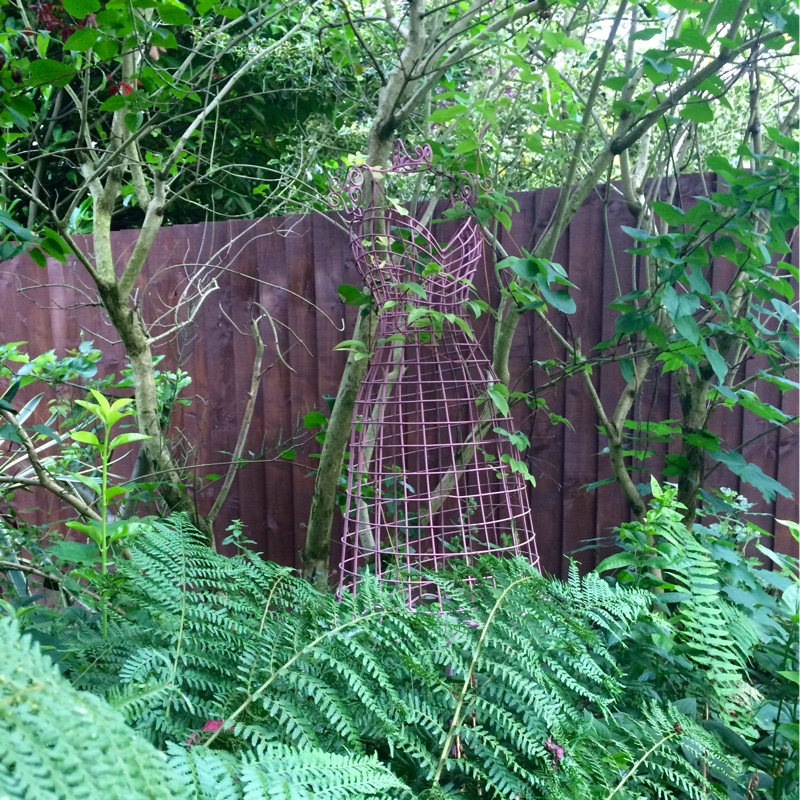 plant image 138419