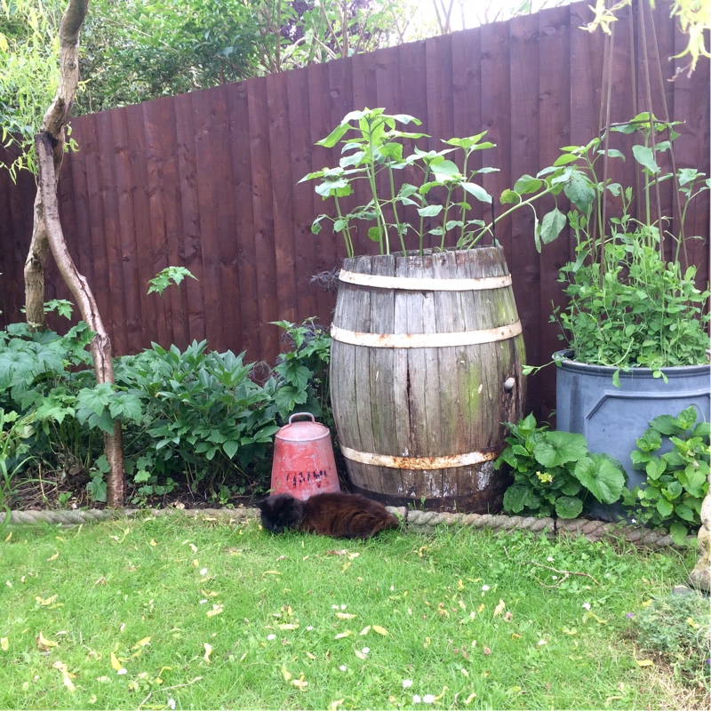 Paul's garden