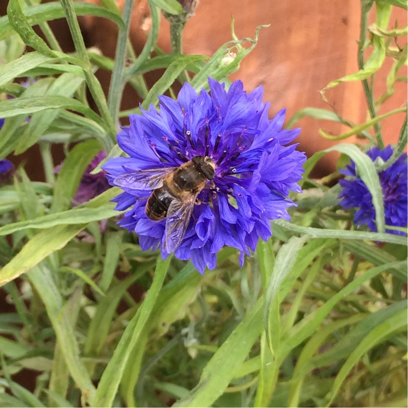 plant image 148125