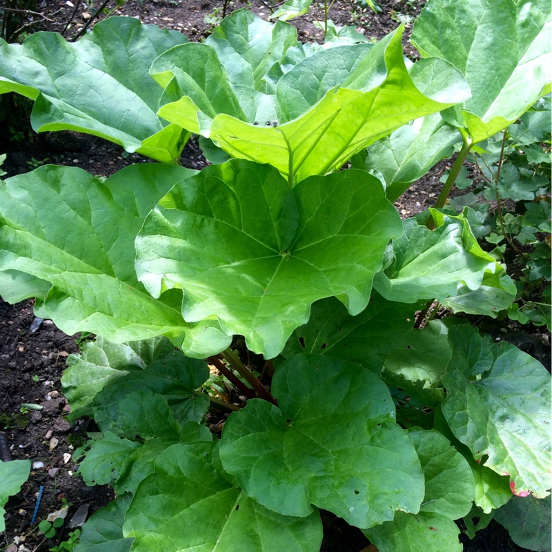 Rhubarb