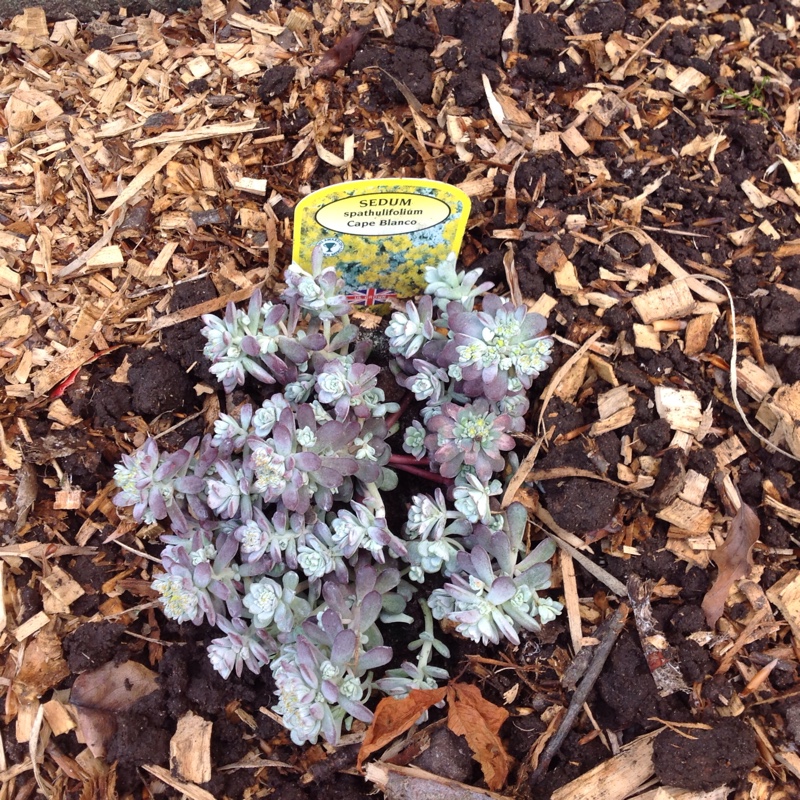 Selina's garden